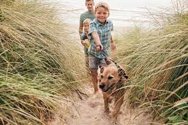 11 best dog friendly beaches in