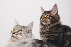 the most expensive cat breeds in the