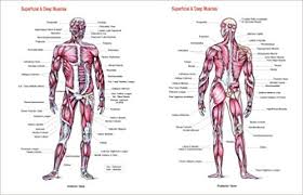 Superficial And Deep Muscles Chart 9781878576194 Medicine