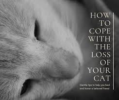 Cats, also called domestic cats (felis catus), are small, carnivorous mammals, of the family felidae. When Your Cat Dies Gentle Tips To Heal Your Grieving Heart Pethelpful By Fellow Animal Lovers And Experts