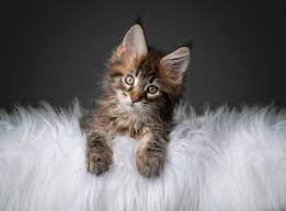 a maine kitten