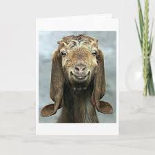 best goofy goat gift ideas zazzle