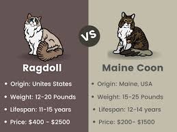ragdoll vs maine cats which cat
