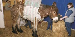 Clinical diagnosis and medical treatment. Botulism In Horses An Update The Horse
