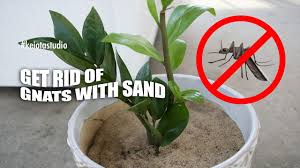 fungus gnats using sand