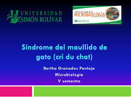 Cri du chat syndrome is a rare genetic disorder that causes delayed physical development, a small head size and intellectual disability. Sindrome Del Maullido De Gato Cri Du Chat Ppt Descargar