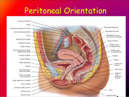 Of female pelvic organ support, with emphasis on the. Pelvic Anatomy Female