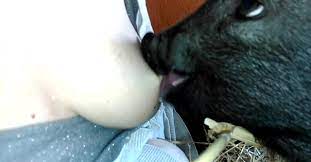 Breastfeeding animal porn