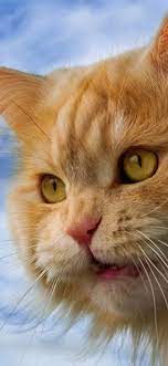 Furry cat, orange, yellow eyes, face ...