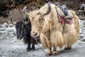 Yaks In Indian Himalayas Facing Threat Of Climate Change, Says Study