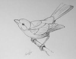 how to draw a bird video lesson by