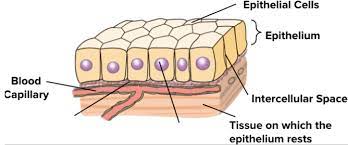 The Cells Of The Epithelium Rest On The