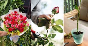 how to grow roses from bouquets