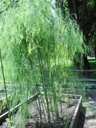 growing asparagus in a home garden nc