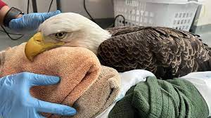 Bald eagle rescued in Mass. dies of rodenticide poisoning