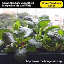 Growing Organic Leafy Vegetables
