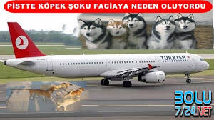 Image result for havaalani sokak kopekleri