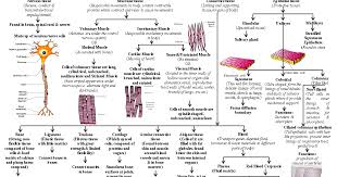 Biology Cbse Class Ix Animal Tissue Flow Chart