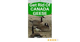 D on't know how to prevent flocks of geese crowding your yard? Amazon Com Get Rid Of Canadian Geese Ebook Books Shuffle Kindle Store