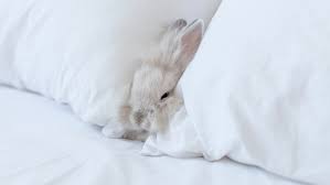 aspen bedding for rabbits big