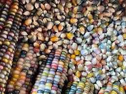 40 glass gem heritage native corn seeds