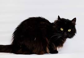 But if you know that doubts may change your mind, then jiji.ng is the best. 7 Best Cat Breeds In India