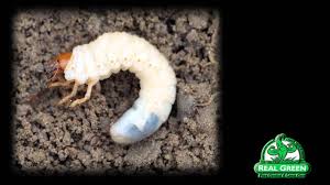 grub worm identification and treatment