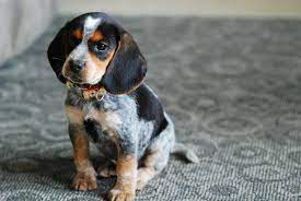How much do blue tick coonhound puppies cost? Blue Tick Hound Puppy Petfinder
