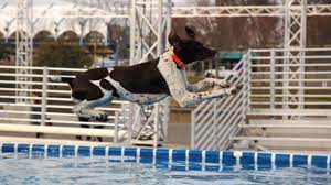 dock diving or dock jumping for dogs