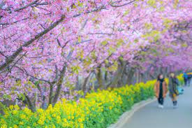 Miura Kaigan Cherry Blossom Festival 2023 - Japan Web Magazine