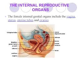 Illustrated sagittal view of the female reproductive system. Anatomy Of Female Genital Organs Obstetrics Science Deals
