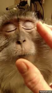 monkey putting on makeup on make a gif