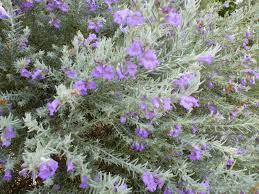 This intense maroon/purple flowering, dense dark green foliage emu bush grows 3' to 6' tall and wide when mature in a couple of years. Eremophila Nivea Emu Bush Gardening With Angus