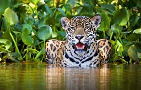Resultado de imagen para jaguar