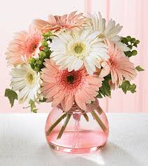 Image result for pink gerbera daisy