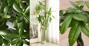 9 Indoor Plants Good For Feng Shui This