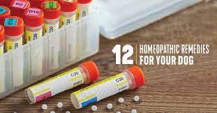 12 homeopathic remes for dogs dogs