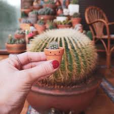But just because your cactus is rotting doesn't mean you can't save it. How To Repot A Cactus Plant Beginners Guide Succulent City