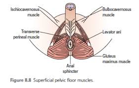 pelvic floor exercises to improve