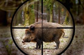 Image result for hunting pictures