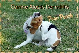 canine atopic dermais 11 amazing