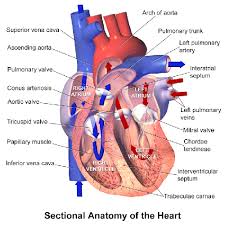 low potium heart s study com