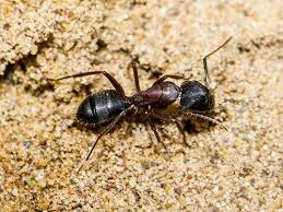 a natural approach to ant extermination