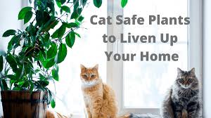 #3 — chamomile (matricaria recutita) : Cat Safe Plants To Liven Up Your Home Cat Sitter Toronto Inc