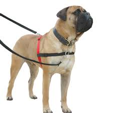 Halti Front Control Dog Training Harness