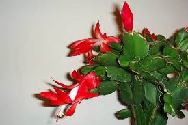A month prior to christmas you will be able to watch the tips of the leaves beginning to grow. Understanding Hair Like Roots On Christmas Cactus Gardener S Path