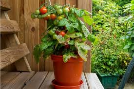 15 Gardening Tips For August Walter S