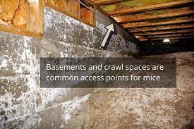 How To Keep Mice Out Of The Basement