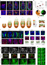 送られ てき た qr コード を 読む 方法. Sequential Formation And Resolution Of Multiple Rosettes Drive Embryo Remodelling After Implantation Nature Cell Biology