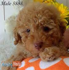 toy poodles in emmaville nsw